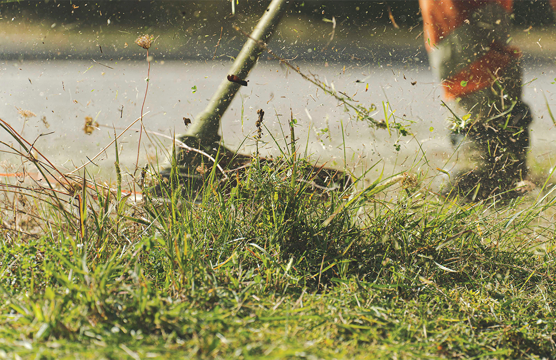 image-grass
